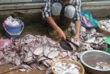 Bộ Y tế xác minh thông tin cá thối tại chợ đầu mối Dịch Vọng 