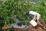 Cách chăm sóc giúp đảm bảo năng suất cà phê trong mùa mưa