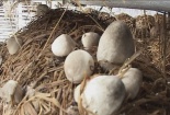 Kỹ thuật trồng nấm rơm đơn giản, năng suất cao