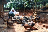 Mô hình gà thả vườn: Hướng đi hiệu quả trong việc tăng năng suất, chất lượng