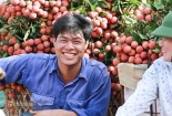 Xuất sang Mỹ, Úc, quả vải có còn bị lệ thuộc vào thị trườngTrung Quốc?