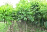 Kỹ thuật trồng cây sấu đơn giản, cho năng suất cao