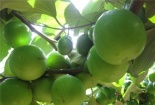 Kỹ thuật trồng và chăm sóc Táo Đại cho năng suất cao, ổn định