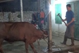 Bộ trưởng Cao Đức Phát lên án cách giết mổ man rợ