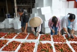 Doanh nghiệp mua vải thiều giá cao hơn thương lái Trung Quốc