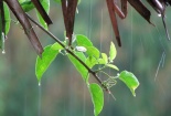 Dự báo thời tiết ngày mai 10/6/2015: Ngày nắng, chiều tối có mưa 