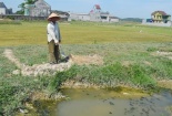 Nghệ An: Học sinh lớp 5 bị rắn cắn tử vong khi đang đi mò cua