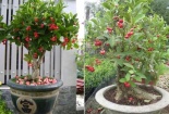 Cách trồng và chăm sóc cây cảnh trong chậu đúng cách nhất 