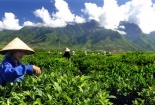 Lai Châu quyết tâm vực dậy cây chè