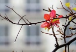 Dự báo thời tiết ngày mai 14/6/2015: Bắc Bộ mưa dông, đề phòng tố lốc 