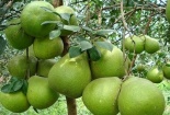 Kỹ thuật trồng cây bưởi da xanh đúng cách cho quả quanh năm 