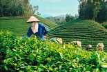 Thị trường Đài Loan và EU làm khó xuất khẩu chè Việt Nam?