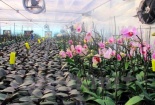 Quảng Ninh tập trung ứng dụng khoa học công nghệ trong nông nghiệp