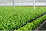 Phát triển thị trường rau quả sạch tại Việt Nam