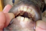Xôn xao loài cá kỳ lạ có hàm răng giống hệt răng người