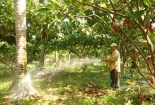 Mô hình trồng ca cao xen dừa cho năng suất, lợi nhuận cao