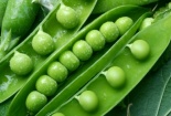 Kỹ thuật bón phân đậu Hà Lan khoa học cho năng suất cao