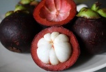 Kỹ thuật trồng măng cụt cho năng suất vượt trội 