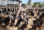 Hỗ trợ đồng bào dân tộc thiểu số nâng cao năng lực sản xuất