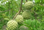 Kỹ thuật trồng mãng cầu ta cho trái ngọt, năng suất cao 