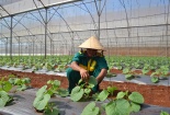 Công nghệ màng biến quang giúp kích thích sinh trưởng, tăng năng suất cây trồng