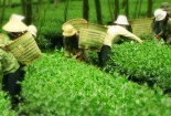 Bình Phước: Đẩy mạnh ứng dụng tiến bộ phát triển nguyên liệu chè ô Long