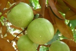 Kỹ thuật trồng cây vú sữa đúng cách cho năng suất cao nhất 