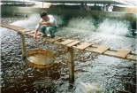 Nuôi tôm trong nhà kính cho năng suất vượt trội