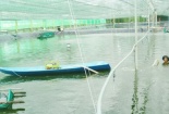 Nuôi tôm trong nhà lưới dùng bạt lót cho năng suất cao ổn định