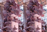 Cách trồng mộc nhĩ đơn giản, ‘sai’ tai