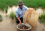 Kỹ thuật cải tạo ruộng nuôi cua đồng cho năng suất cao