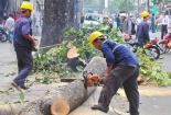 Vụ Hà Nội chặt cây xanh: 'Các bác yên tâm sẽ xử lý kỷ luật và công khai sớm'