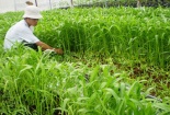 Cách trồng rau muống vừa sạch vừa non ‘mơn mởn’