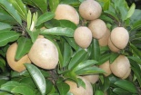 Kỹ thuật chăm sóc cây hồng xiêm đạt năng suất, chất lượng