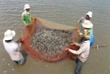 Quản lý yếu tố môi trường để tăng năng suất nuôi tôm sú 