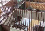 Phối giống nhân tạo tăng năng suất chăn nuôi nhím