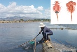 Thu nhập hơn 10 triệu đồng/ tháng nhờ nuôi Artemia 