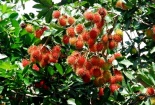 Trồng chôm chôm: Đầu tư ít năng suất vẫn cao  