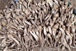 Chi tiền triệu, người Hà Nội vẫn khó mua nấm mối miền Tây