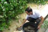 Thiết kế hồ nổi nuôi ba ba cho năng suất, chất lượng cao