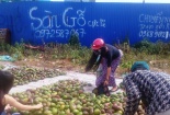 'Đắng lòng' trái bơ Việt giá rẻ, đổ đống trên vỉa hè