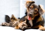 Chó, mèo lần đầu được công nhận quyền công dân 