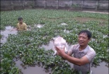 Nuôi ghép ba ba và cá để tăng năng suất, giảm chi phí