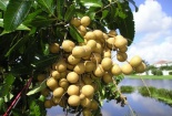 Kỹ thuật trồng cây nhãn cho quả sai, cùi dày, vị ngọt