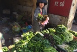 Dân buôn Hà Nội gom rau bán về Quảng Ninh lãi đậm