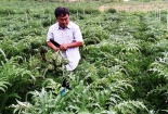 Bỏ phố lên núi trồng Atiso kiếm tiền tỷ