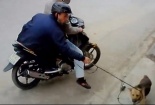 Thanh niên to cao, khỏe mạnh đi ăn trộm chó giữa ban ngày