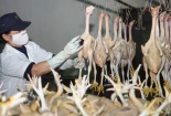 Bộ Tài chính 'cởi trói' 14 loại phí cho gà