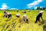 Đồng bằng sông Cửu Long nâng cao chất lượng lúa gạo