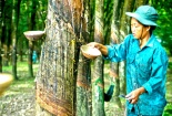 Ứng dụng CNTT để tăng năng suất nông nghiệp ở Tây Nguyên
